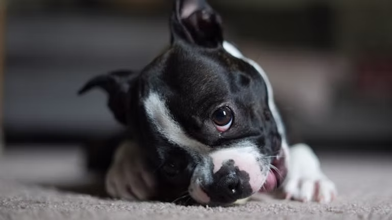 Preparing Your Home for a Boston Terrier Puppy