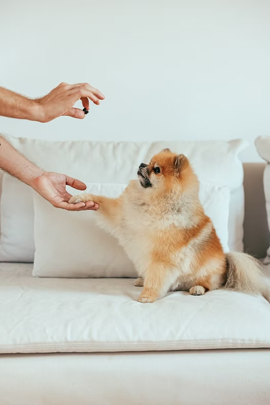Excessive Barking