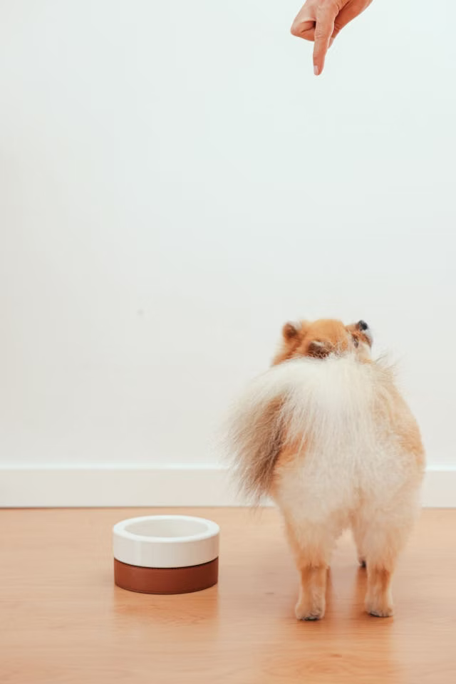 Why Consider Indoor Potty Training Methods?