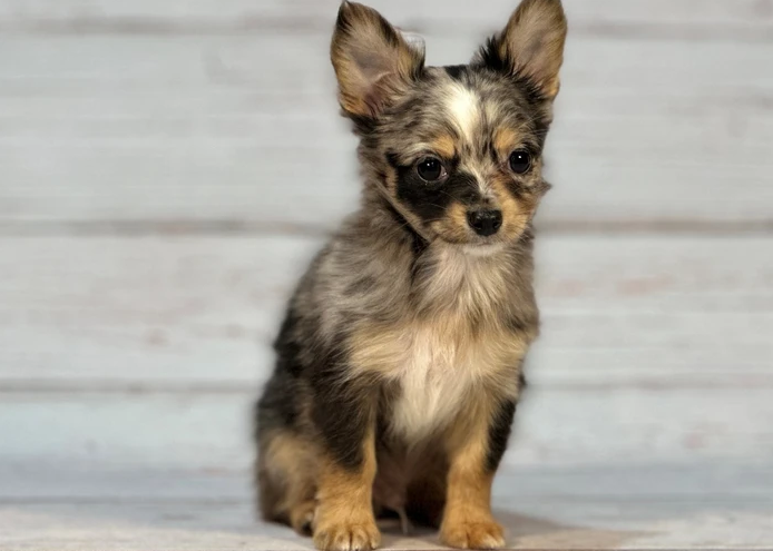Chihuahua