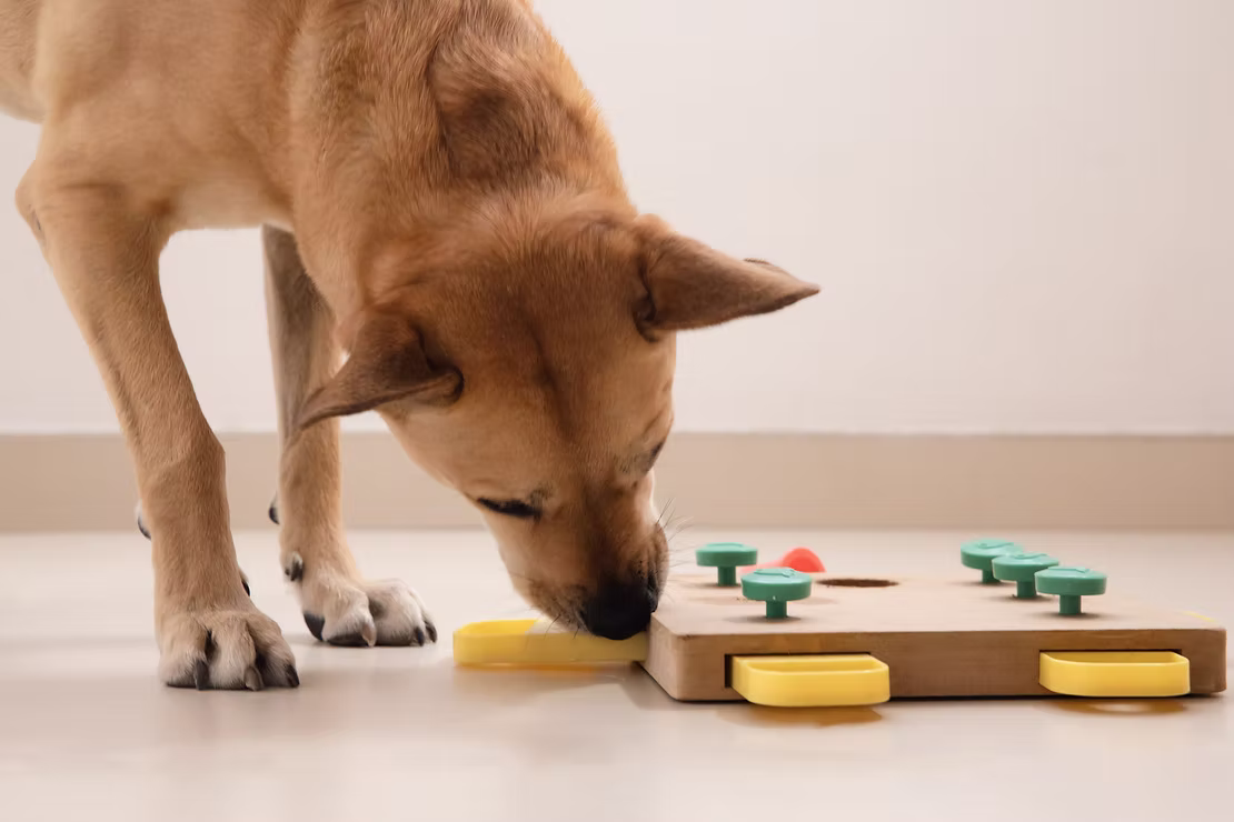 Here are 10 ways you to keep your dog stimulated!
