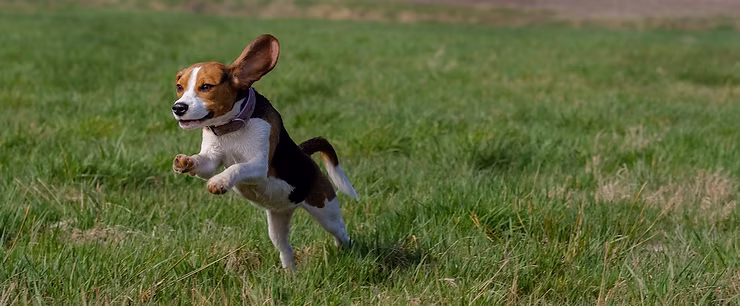 Spotlight on Beagles: This Week’s Featured Breed