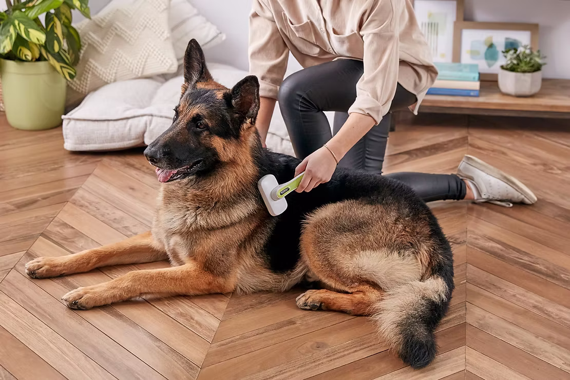 How to Stop Seasonal Shedding: Tips for Managing Springtime Fur Explosions