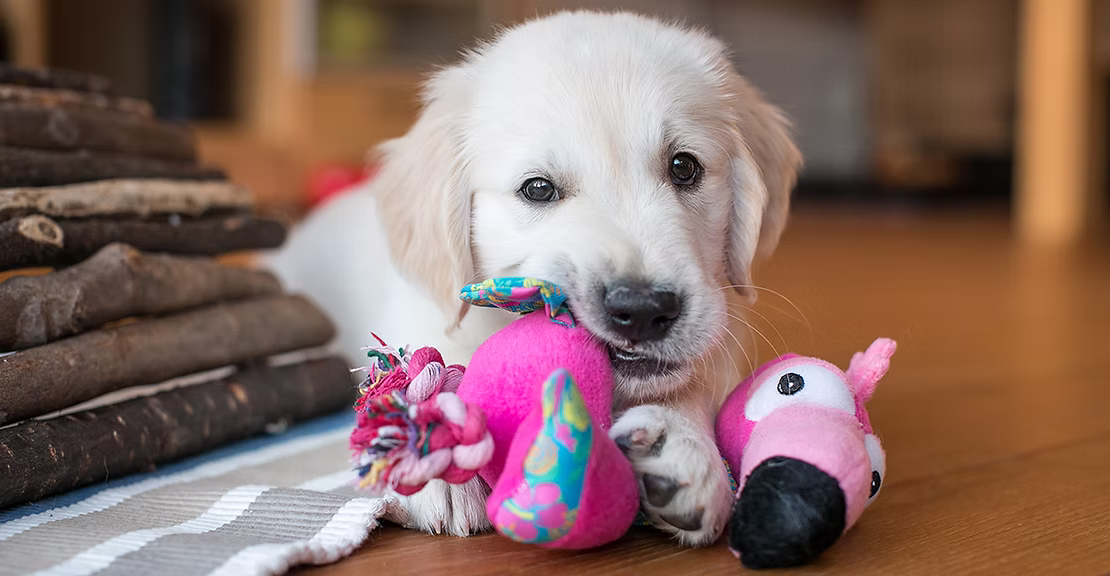 Here are 5 Reasons why keeping your pup busy is important!