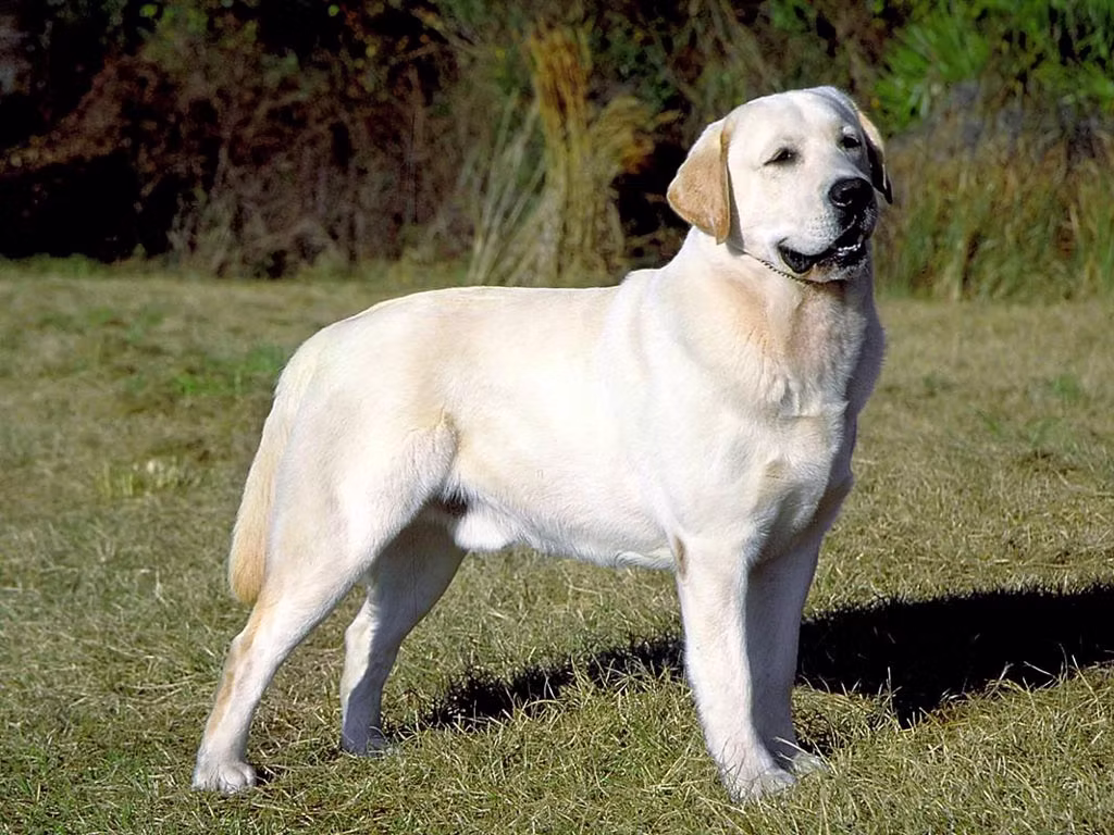 Loyal and Loving Companions