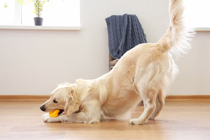 Tail Position and Movement