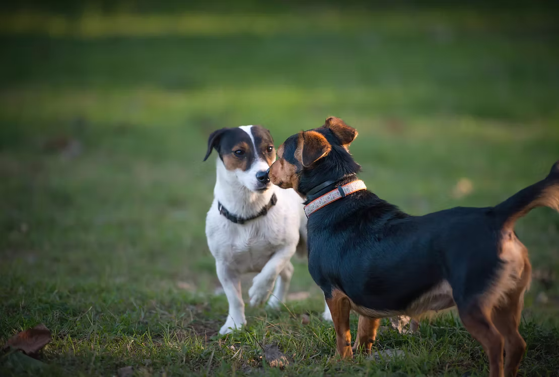 Successful Puppy Introduction: Essential Steps for a Happy Home