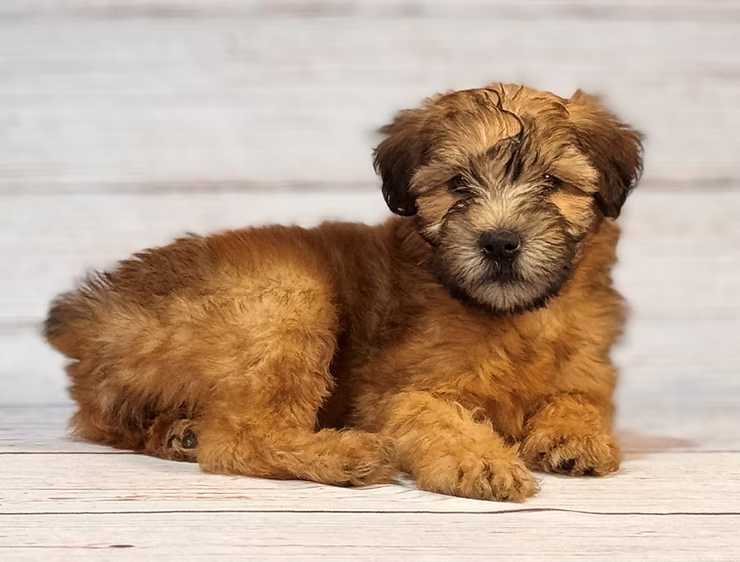 Wheaten Wonders: Spotlight on Wheaten Terriers!