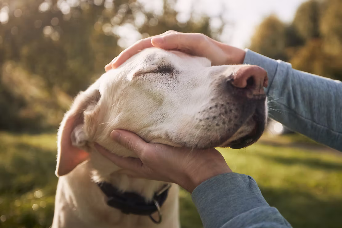 Puppy Love: How Dogs Show Affection!
