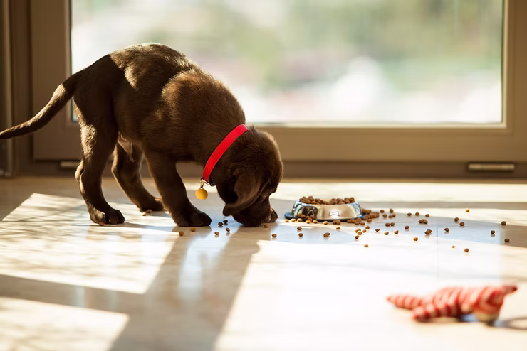 Chew Toys
