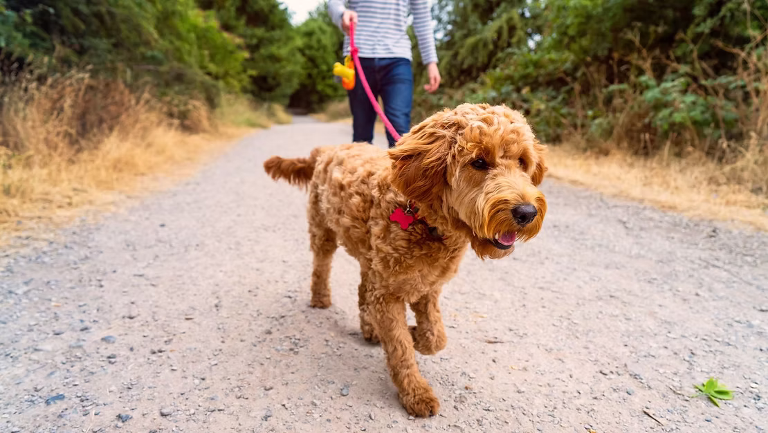Aggression vs. Reactivity in Dogs: What’s the Difference?
