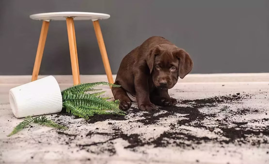 Is Your Home Ready for a Puppy? 7 Essential Tips for Puppy-Proofing Your Space