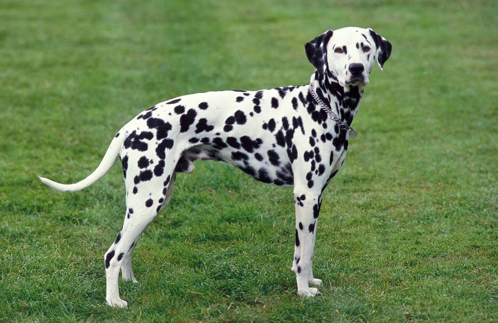 Featured Breed of the Week: Adorable Dalmatian Puppies