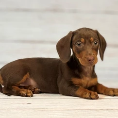 Spotlight on Dachshunds: This Week’s Featured Breed