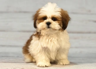Pearly Whites: Unleashing the Secrets to Dog Dental Health!