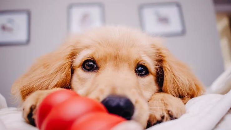 Navigating Potty and Teething Adventures with a Paw-sitive Approach!
