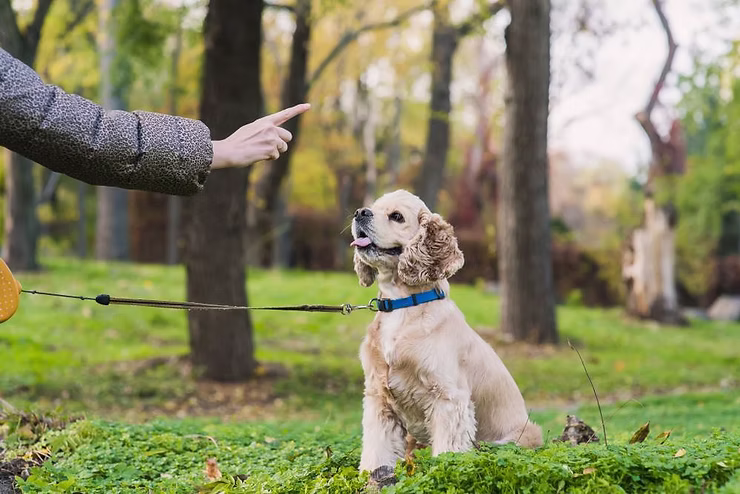Combatting Puppy Behaviors using Positive Reinforcement