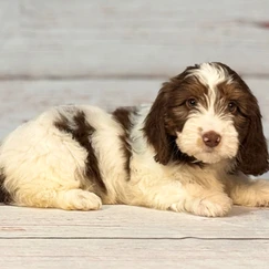 Playful and Affectionate