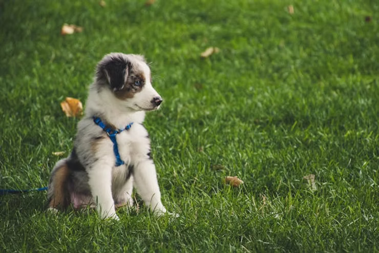 What to Do If Your Dog is Stung by a Bee or Wasp
